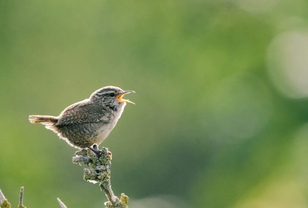Singing Wren